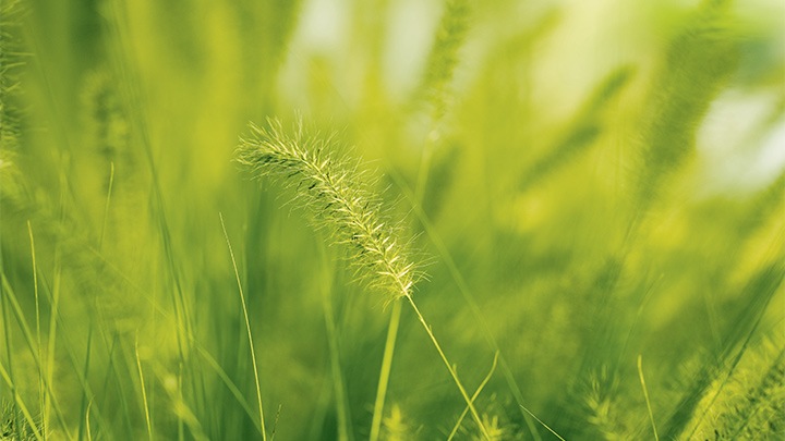 Grüne Partnerschaften
